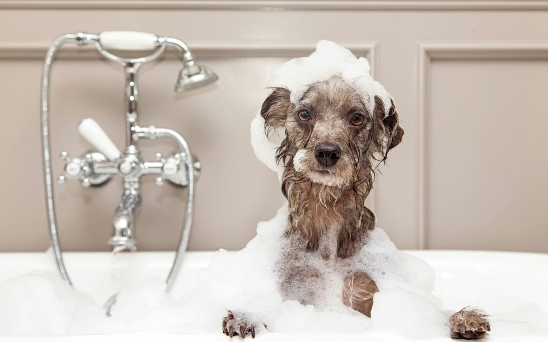 The Intricacies of Bathing Dogs and Cats: A Detailed Comparison