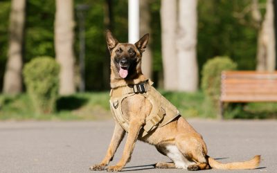 The Perfect Fit: Choosing the Right Collar for Your Dog’s Training Needs