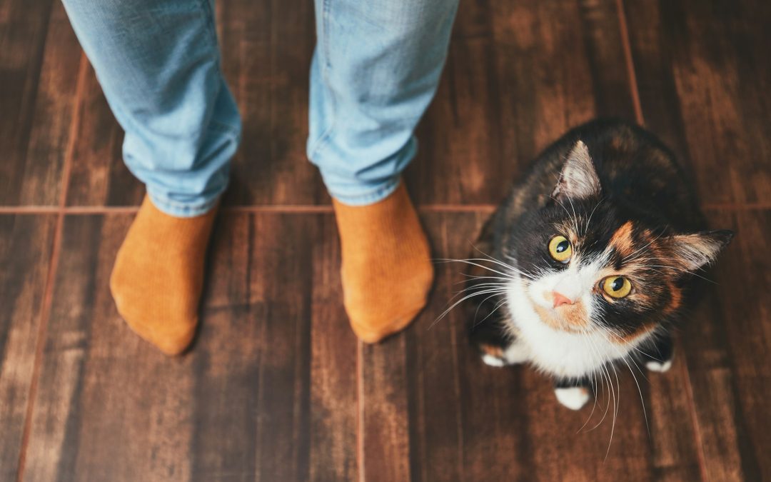 Feline Familiarity: Do Cats Recognize Their Owners and Their Names?