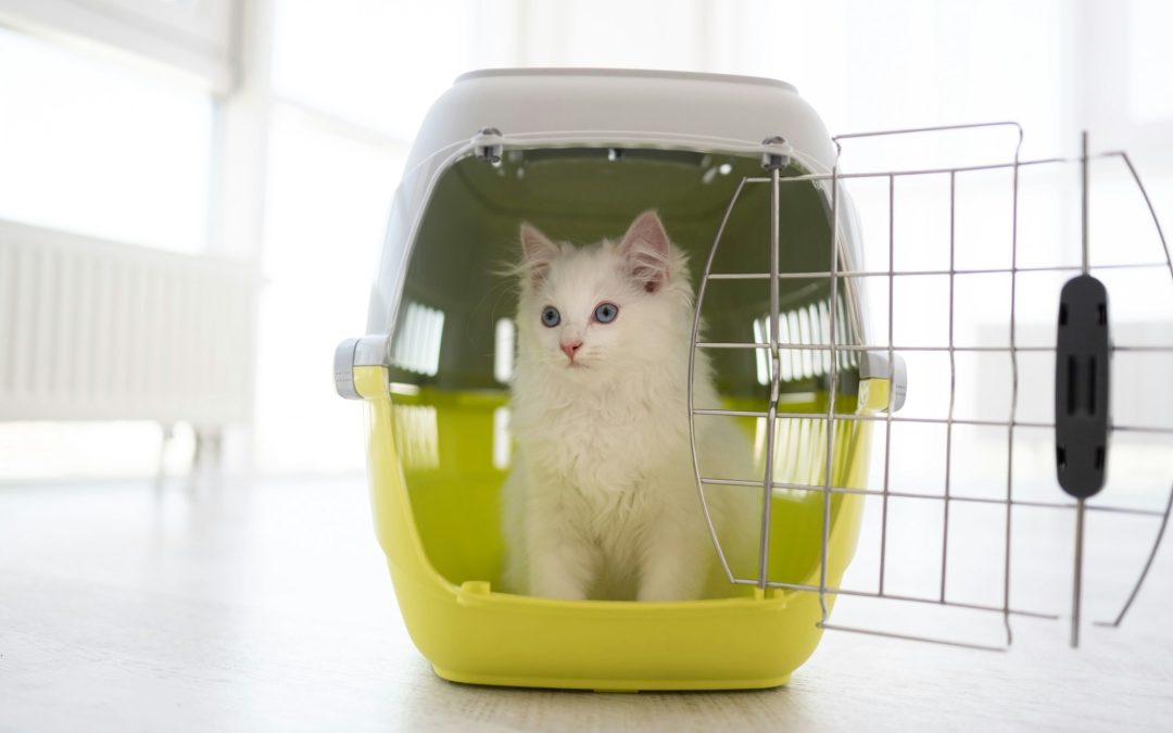 The Art of Pet Transportation: Ensuring Safe and Comfortable Travels for Your Furry Companions